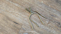 English Slip on Spurs