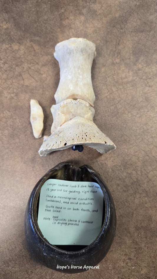Horse Hoof and Limb Cadaver