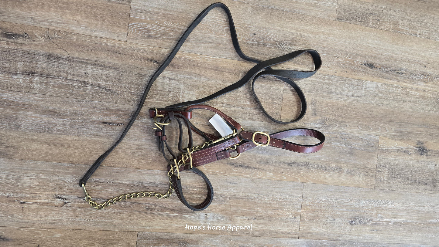 Like new Leather Halter with Chain & Lead