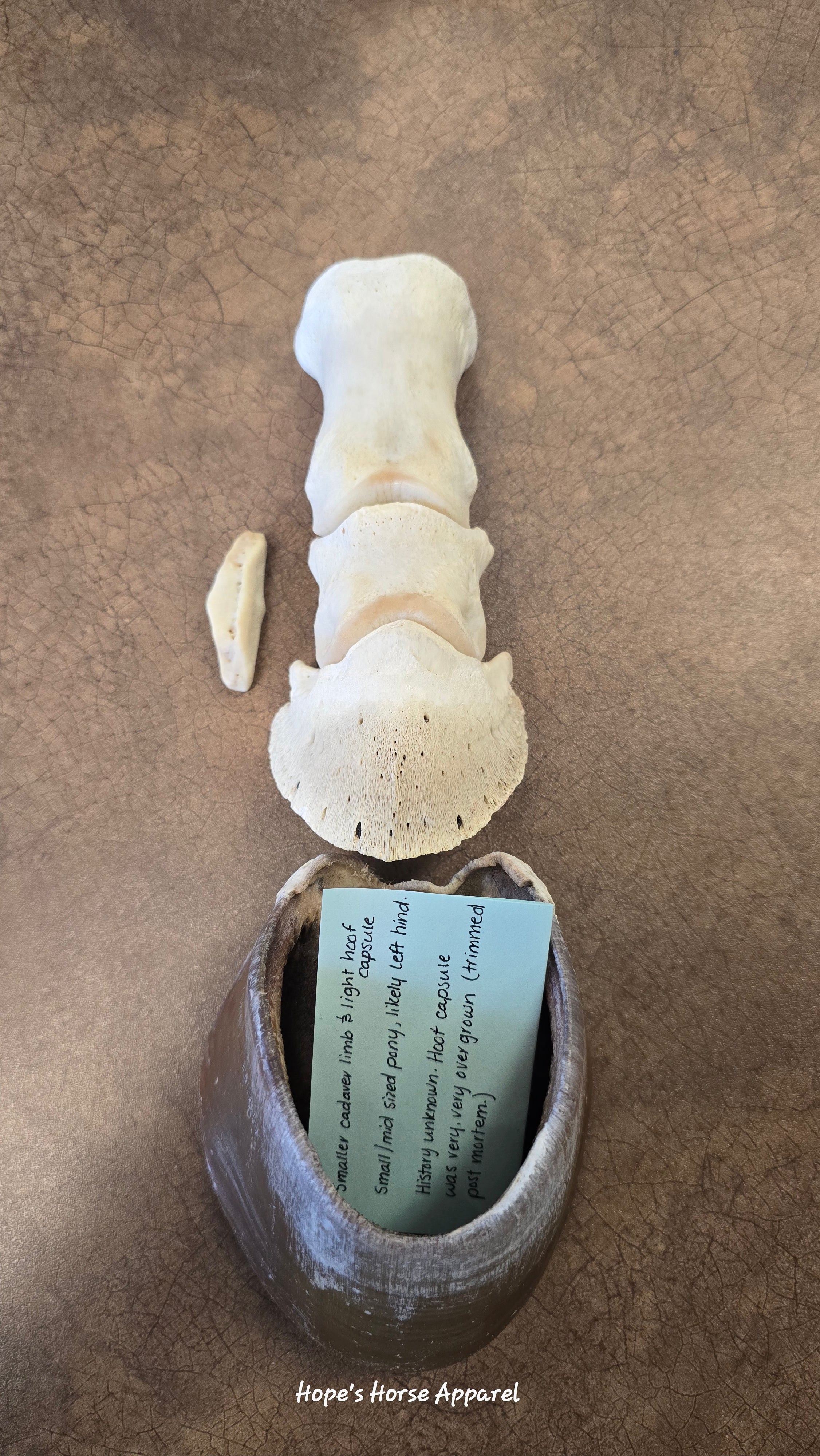 Pony Cadaver